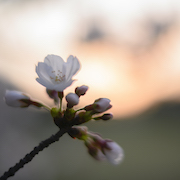 砧公園の桜　210327