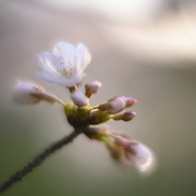 砧公園の桜　210327