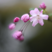 クラブアップル　花リンゴ